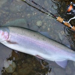 雨の天竜川ルアーフライテンカラ専用区